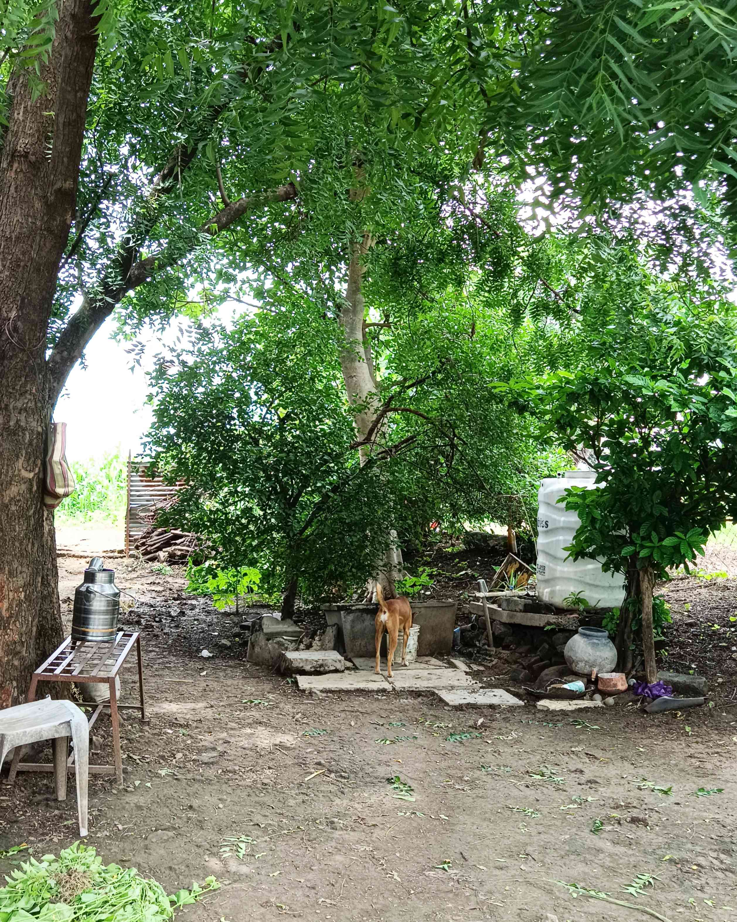 Farmhouse at Sarkate Farm