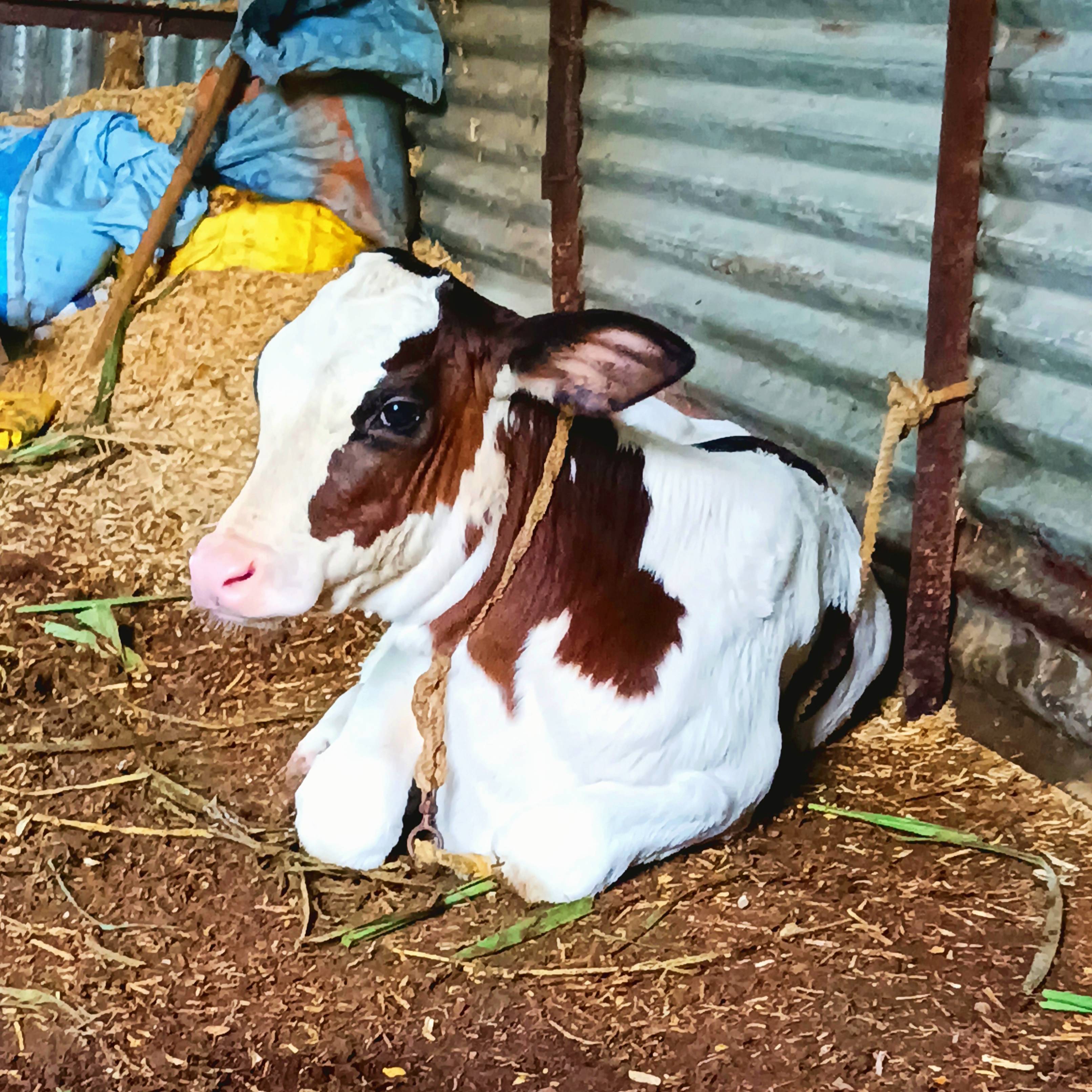 Girja's calf at Sarkate Farm