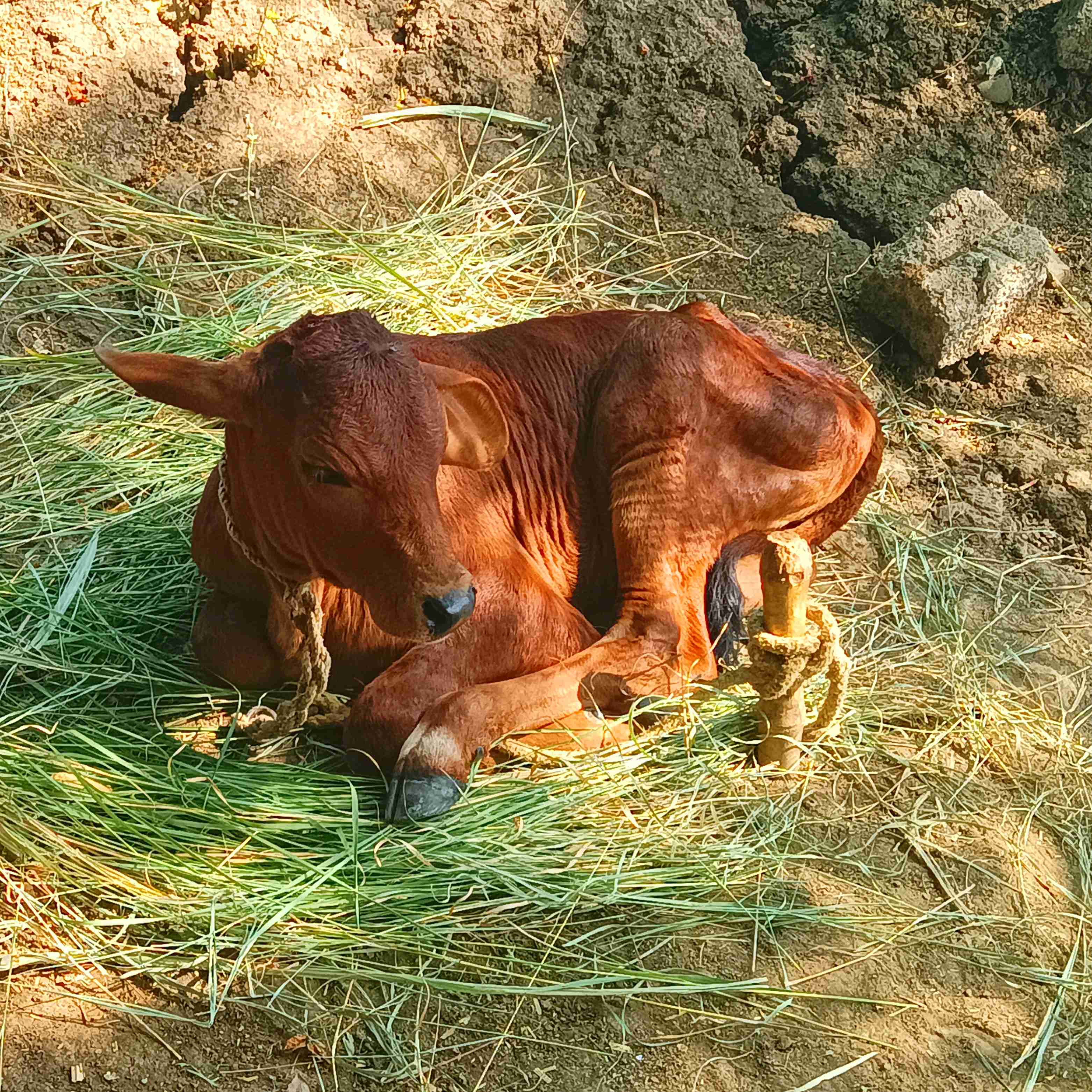 Aishwarya's calf at Sarkate Farm