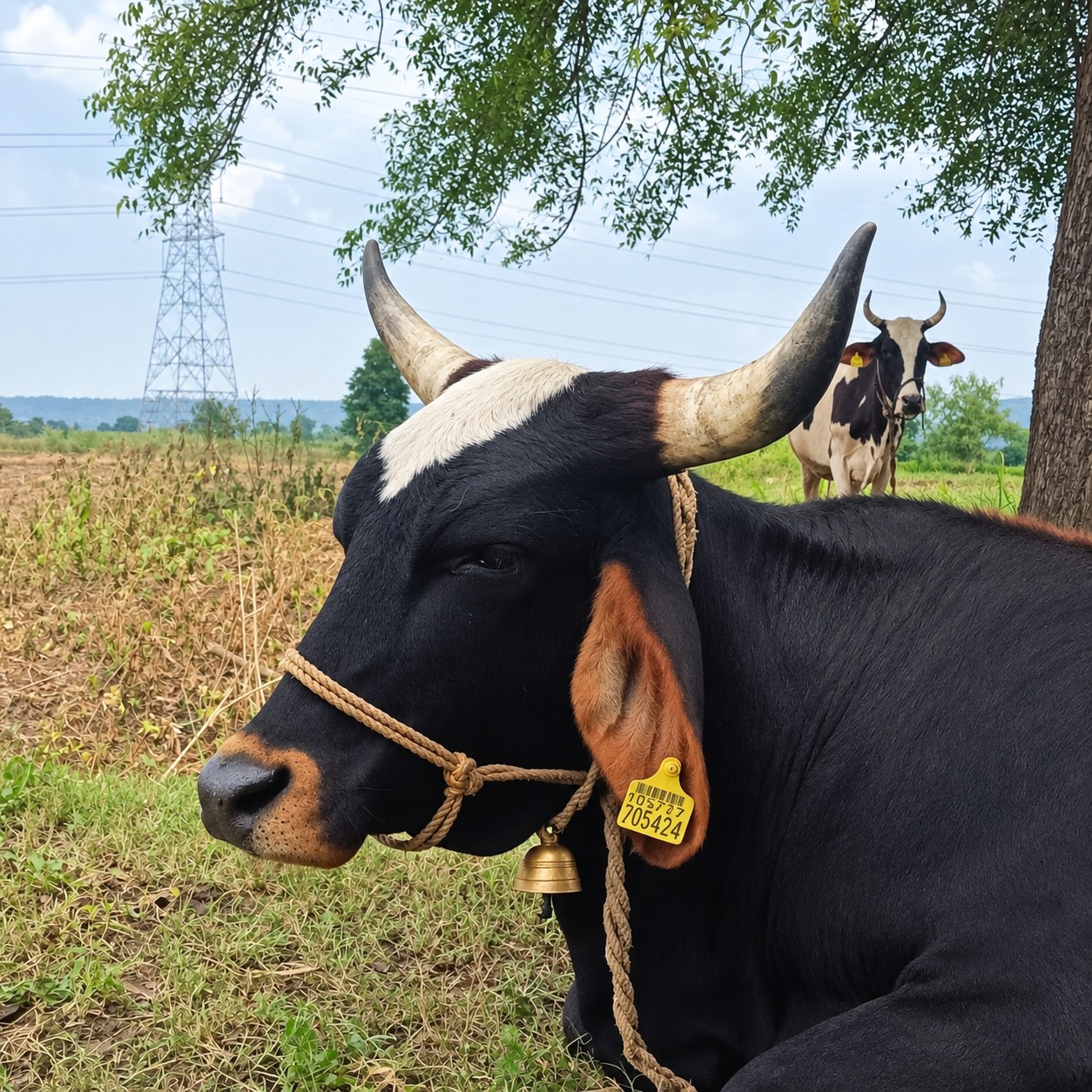 Girja, a cow at Sarkate Farm