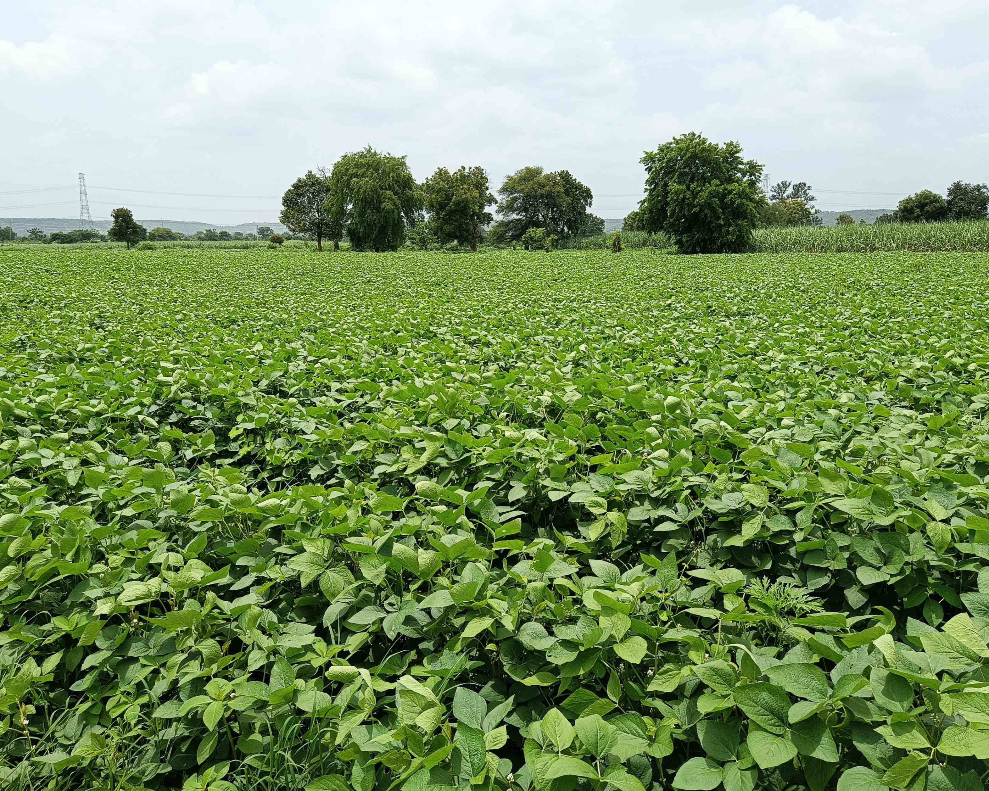 Soyabean crop
