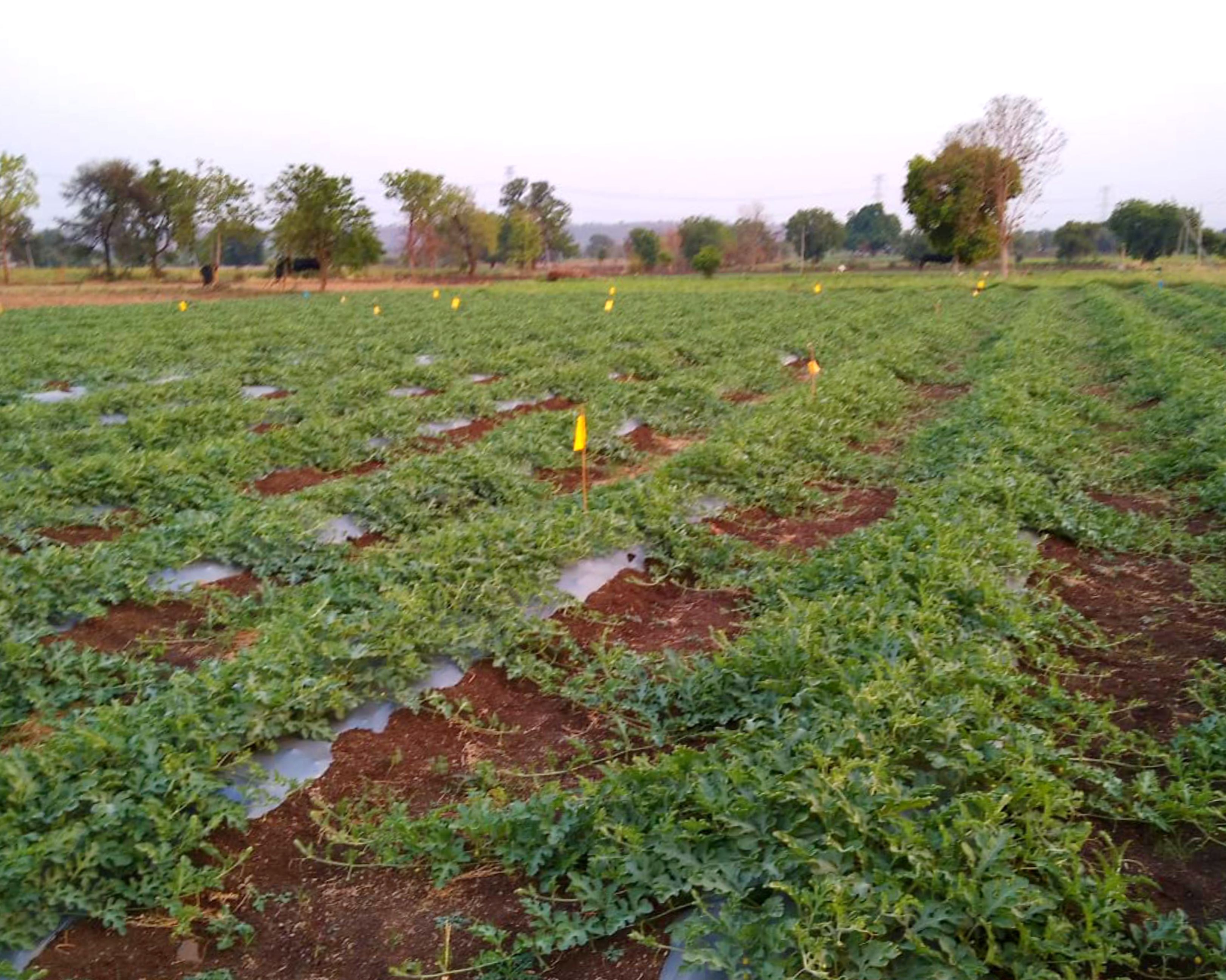 Watermelon crop