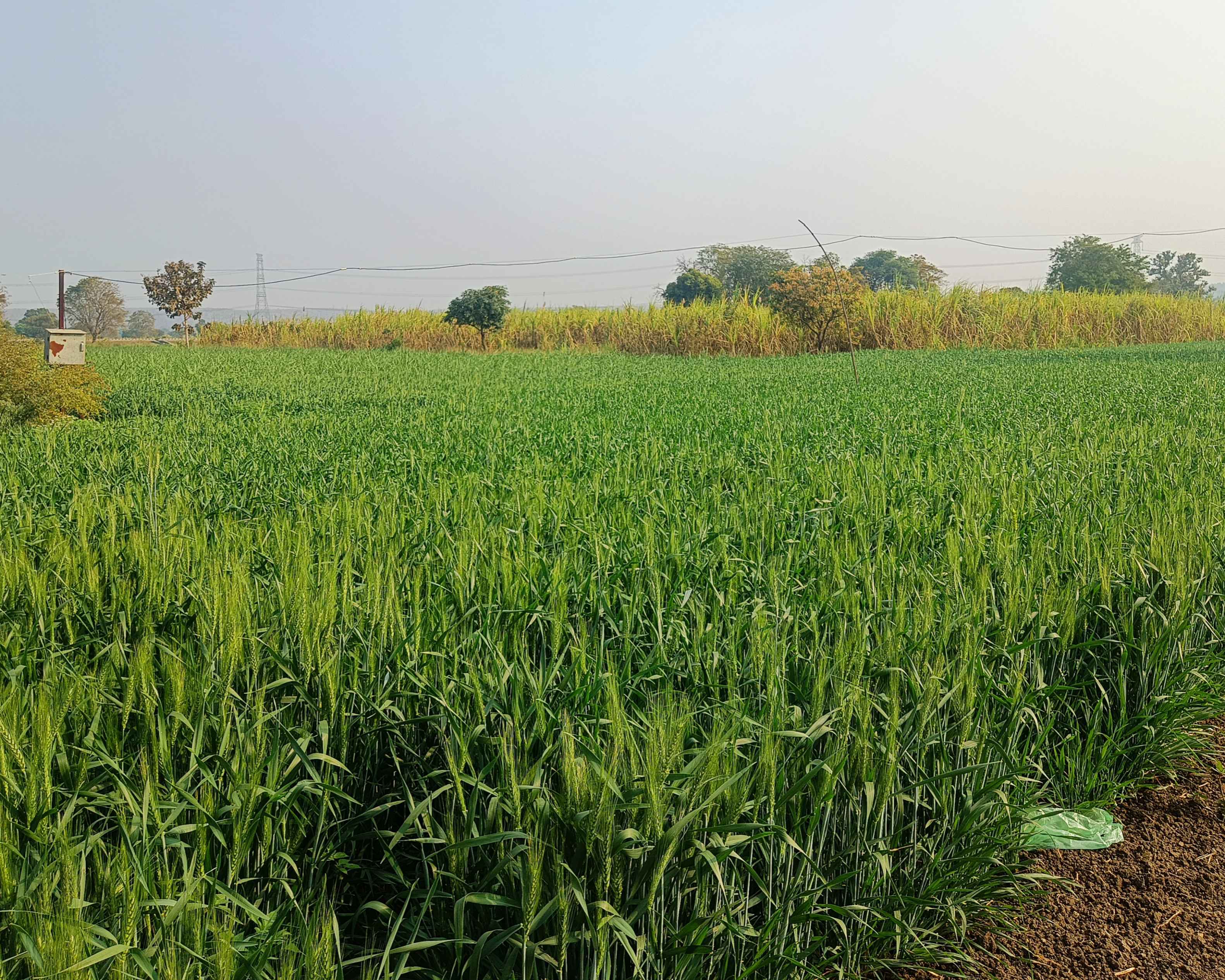 Wheat crop